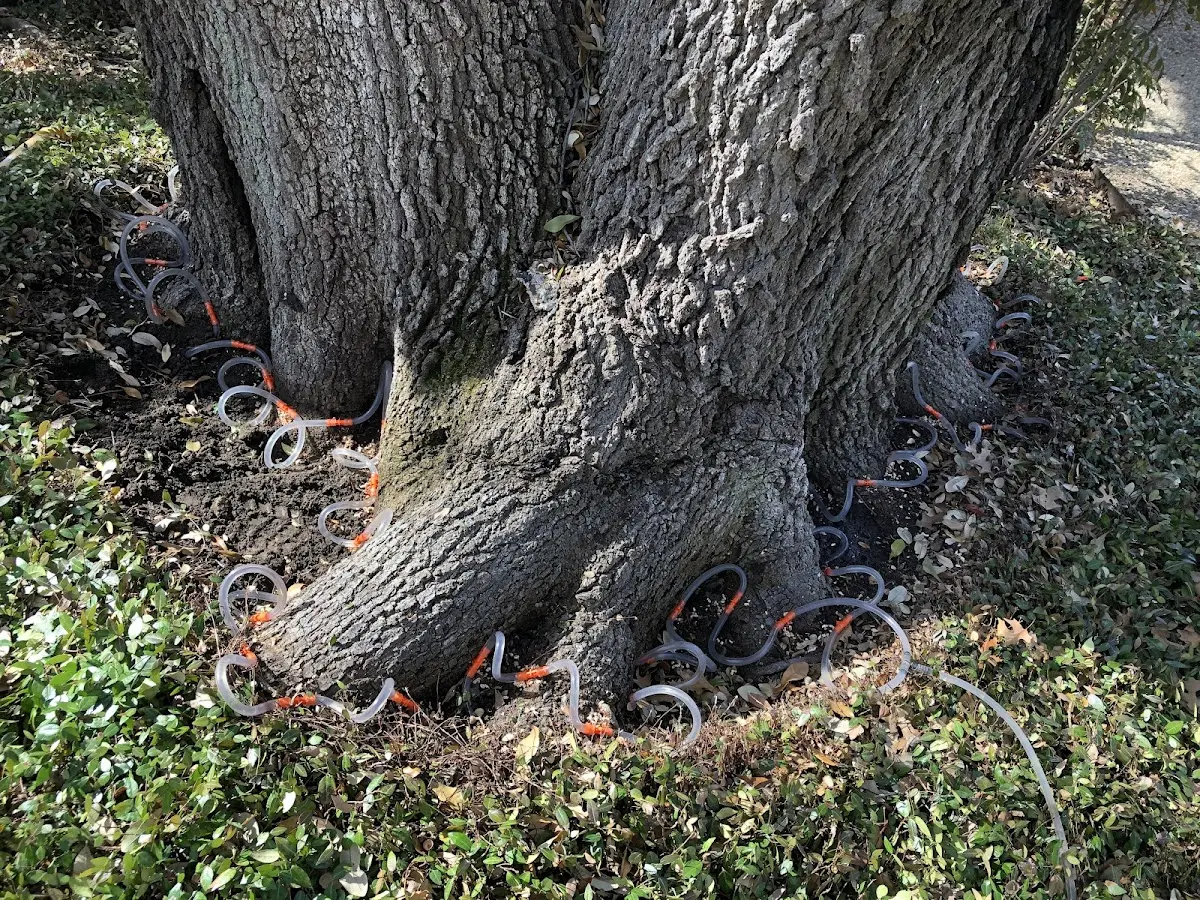 Detailed Tree Cabling and Bracing job site in Sturkie