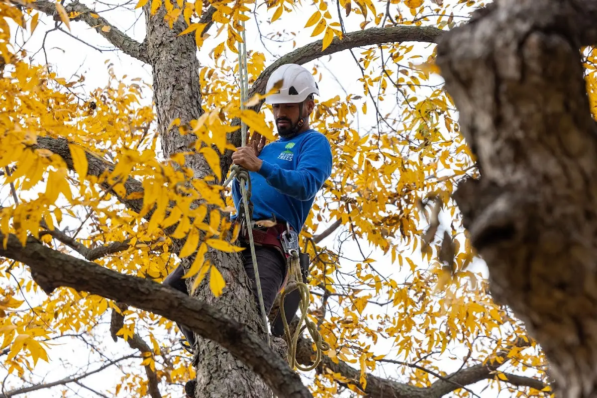 Skilled Tree Pruning crew working in Sturkie